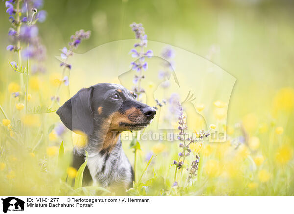 Zwergdackel Portrait / Miniature Dachshund Portrait / VH-01277