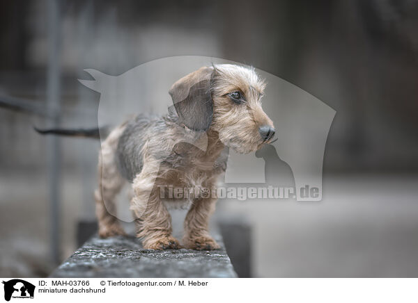 Zwergdackel / miniature dachshund / MAH-03766