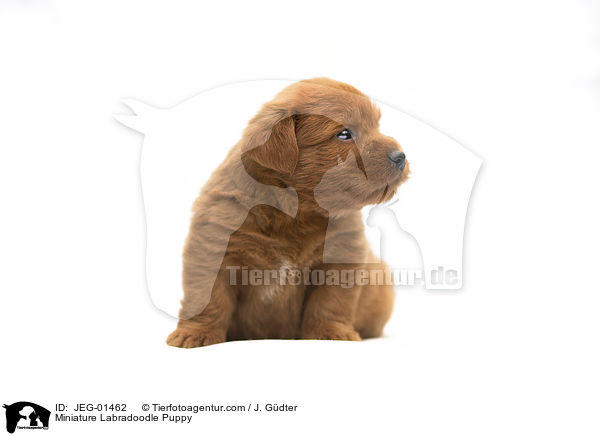 Miniature Labradoodle Welpe / Miniature Labradoodle Puppy / JEG-01462