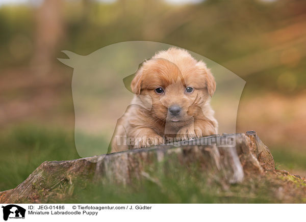 Miniature Labradoodle Puppy / JEG-01486