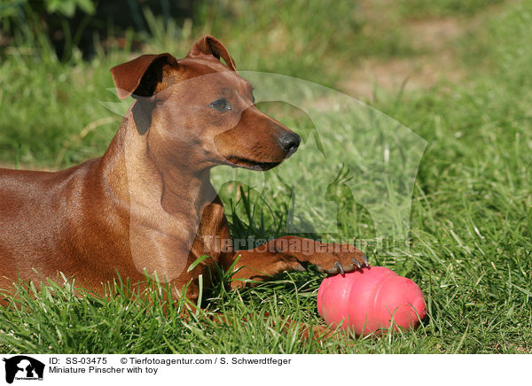 Zwergpinscher mit Spielzeug / Miniature Pinscher with toy / SS-03475