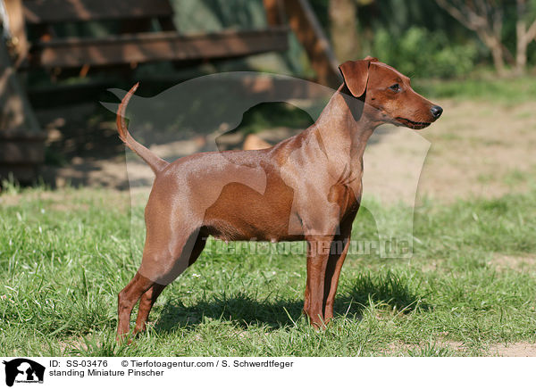 stehender Zwergpinscher / standing Miniature Pinscher / SS-03476