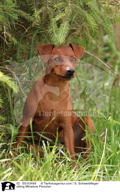 sitzender Zwergpinscher / sitting Miniature Pinscher / SS-03489