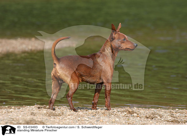 stehender Zwergpinscher / standing Miniature Pinscher / SS-03493