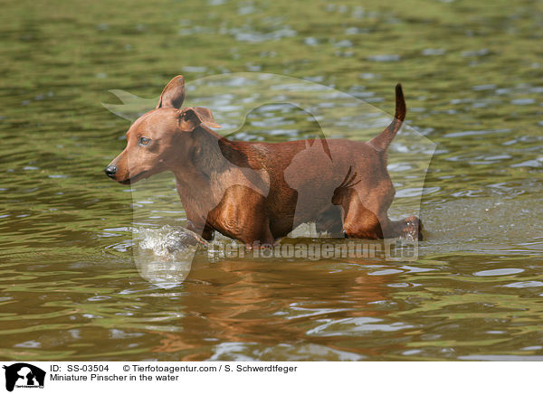 Zwergpinscher im Wasser / Miniature Pinscher in the water / SS-03504