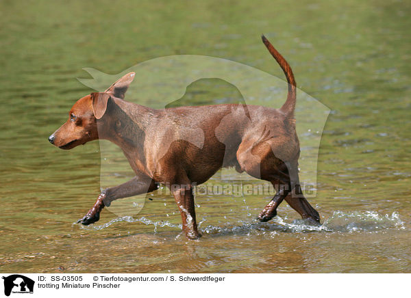 trabender Zwergpinscher / trotting Miniature Pinscher / SS-03505