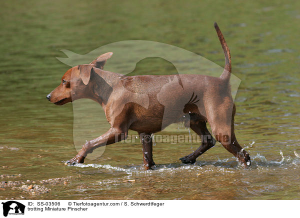 trabender Zwergpinscher / trotting Miniature Pinscher / SS-03506