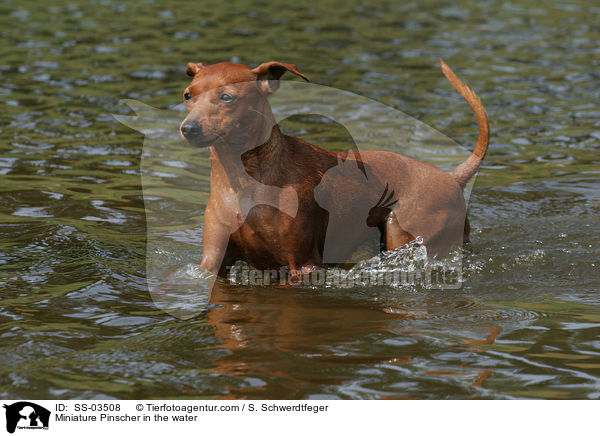 Zwergpinscher im Wasser / Miniature Pinscher in the water / SS-03508