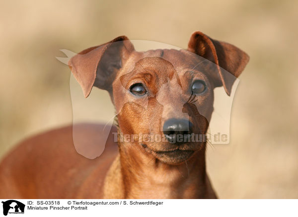 Zwergpinscher Portrait / Miniature Pinscher Portrait / SS-03518