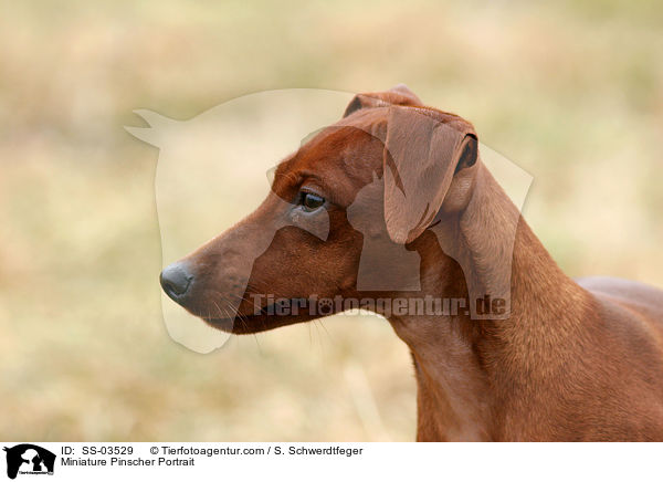 Zwergpinscher Portrait / Miniature Pinscher Portrait / SS-03529