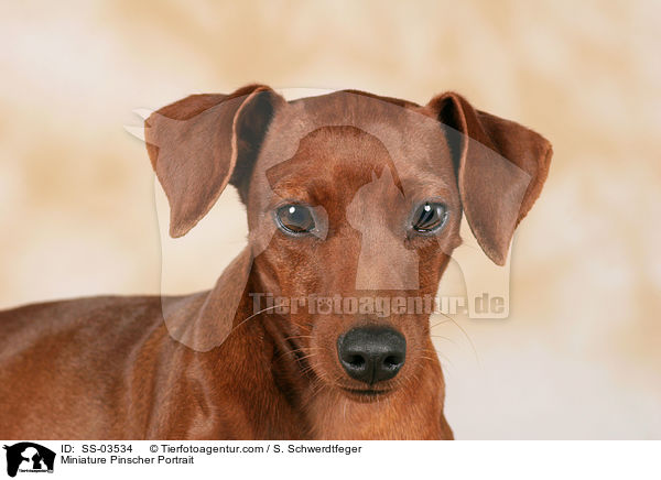 Zwergpinscher Portrait / Miniature Pinscher Portrait / SS-03534