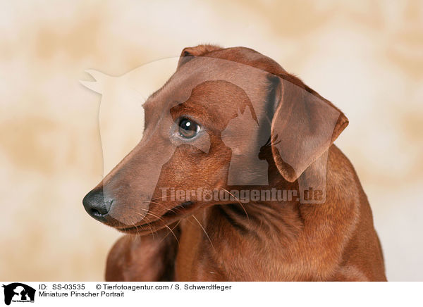 Zwergpinscher Portrait / Miniature Pinscher Portrait / SS-03535