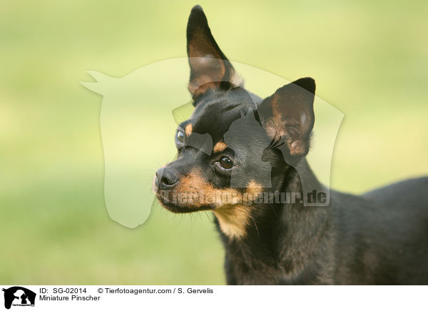 Zwergpinscher / Miniature Pinscher / SG-02014