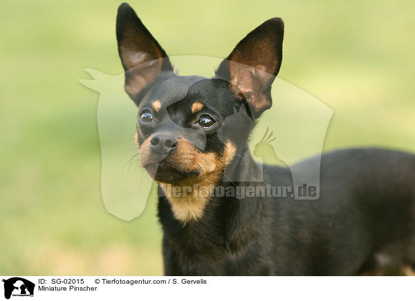 Zwergpinscher / Miniature Pinscher / SG-02015