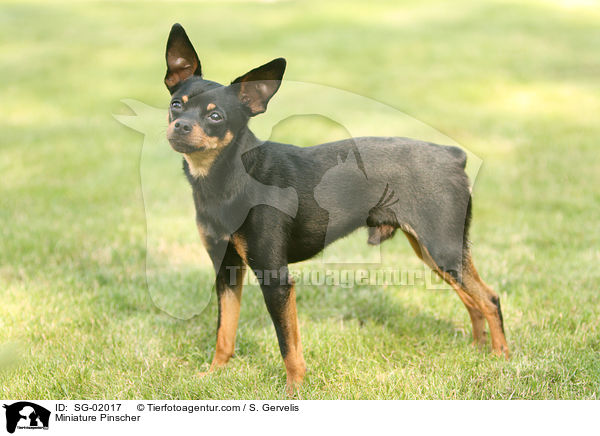 Zwergpinscher / Miniature Pinscher / SG-02017