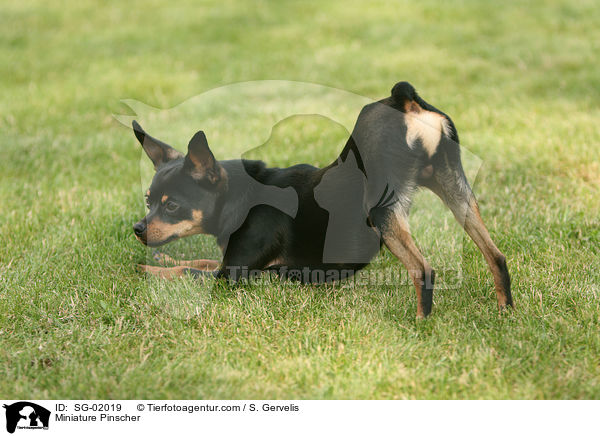 Zwergpinscher / Miniature Pinscher / SG-02019