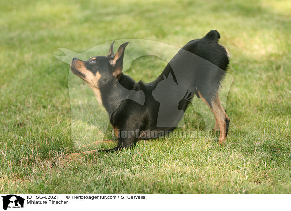 Zwergpinscher / Miniature Pinscher / SG-02021