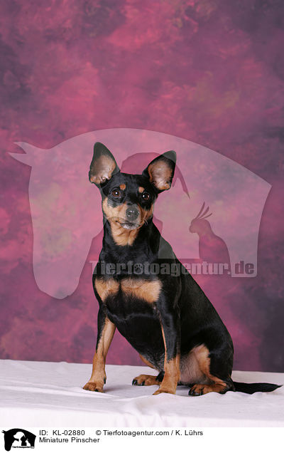 Miniature Pinscher / KL-02880