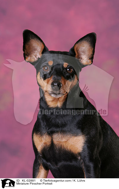 Zwergpinscher Portrait / Miniature Pinscher Portrait / KL-02881