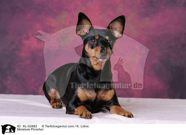 Zwergpinscher / Miniature Pinscher / KL-02882