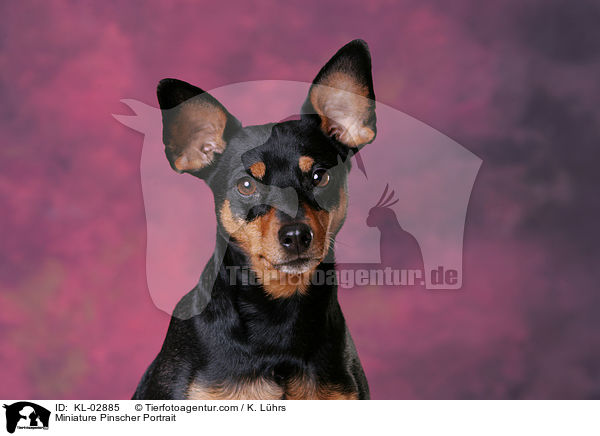 Zwergpinscher Portrait / Miniature Pinscher Portrait / KL-02885