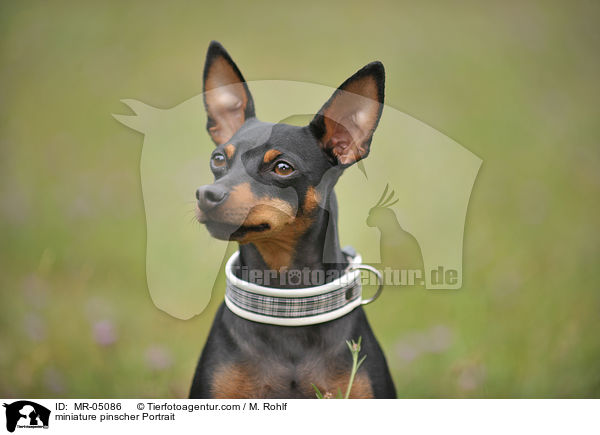 Zwergpinscher Portrait / miniature pinscher Portrait / MR-05086