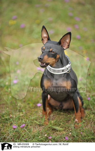 sitzender Zwergpinscher / sitting miniature pinscher / MR-05089