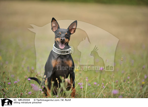 sitzender Zwergpinscher / sitting miniature pinscher / MR-05094