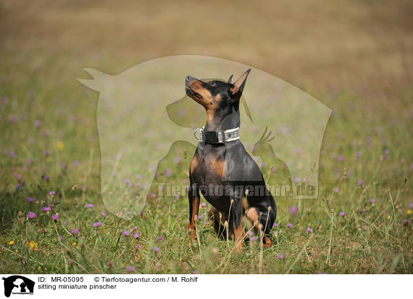 sitzender Zwergpinscher / sitting miniature pinscher / MR-05095