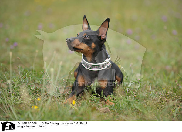 liegender Zwergpinscher / lying miniature pinscher / MR-05098