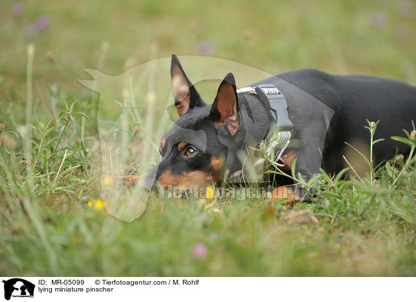 liegender Zwergpinscher / lying miniature pinscher / MR-05099