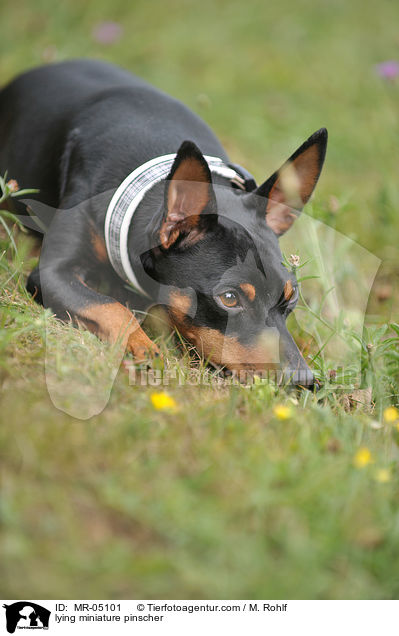 liegender Zwergpinscher / lying miniature pinscher / MR-05101