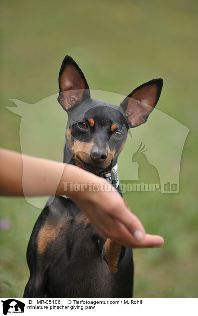 Zwergpinscher gibt Pftchen / miniature pinscher giving paw / MR-05106