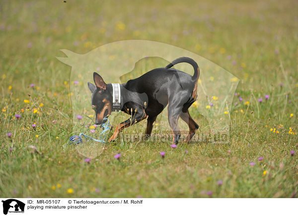 spielender Zwergpinscher / playing miniature pinscher / MR-05107