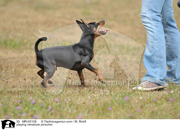 spielender Zwergpinscher / playing miniature pinscher / MR-05108