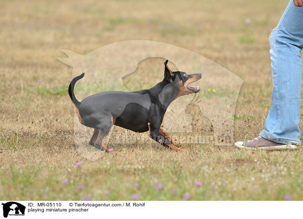 spielender Zwergpinscher / playing miniature pinscher / MR-05110