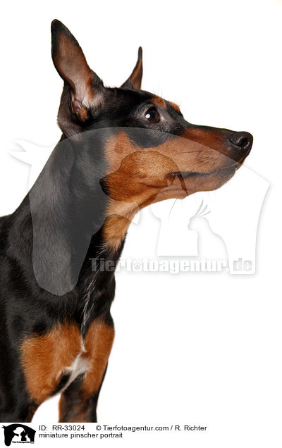 Zwergpinscher Portrait / miniature pinscher portrait / RR-33024