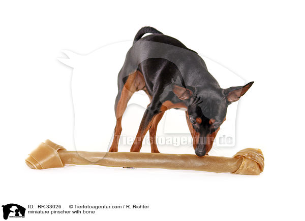 Zwergpinscher mit Knochen / miniature pinscher with bone / RR-33026