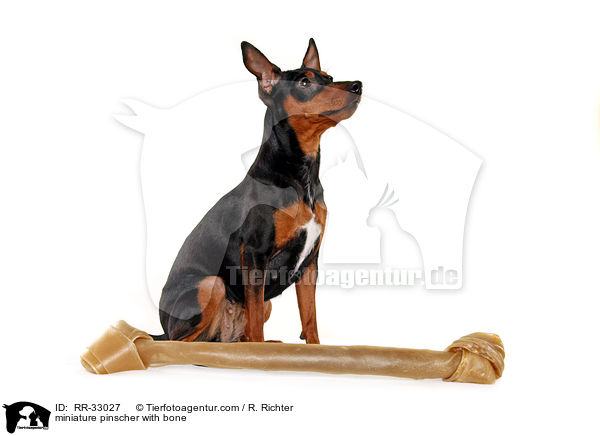 Zwergpinscher mit Knochen / miniature pinscher with bone / RR-33027