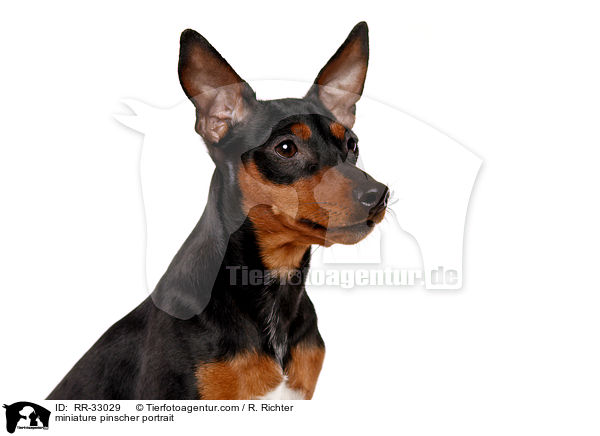 Zwergpinscher Portrait / miniature pinscher portrait / RR-33029