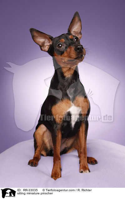 sitzender Zwergpinscher / sitting miniature pinscher / RR-33035