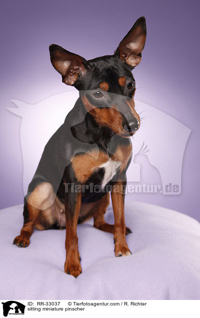 sitzender Zwergpinscher / sitting miniature pinscher / RR-33037