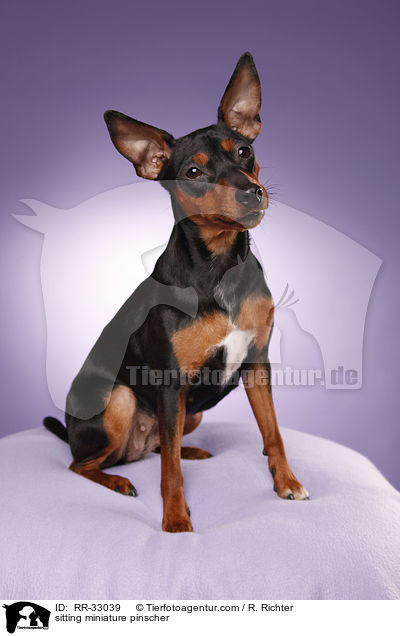 sitzender Zwergpinscher / sitting miniature pinscher / RR-33039