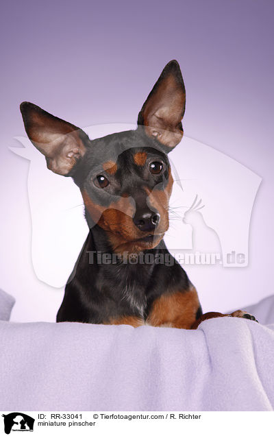 Zwergpinscher / miniature pinscher / RR-33041