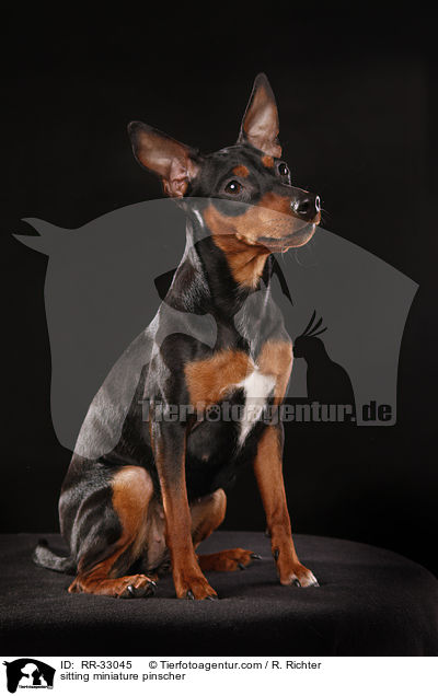 sitzender Zwergpinscher / sitting miniature pinscher / RR-33045