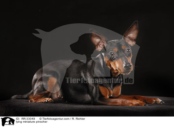 liegender Zwergpinscher / lying miniature pinscher / RR-33048