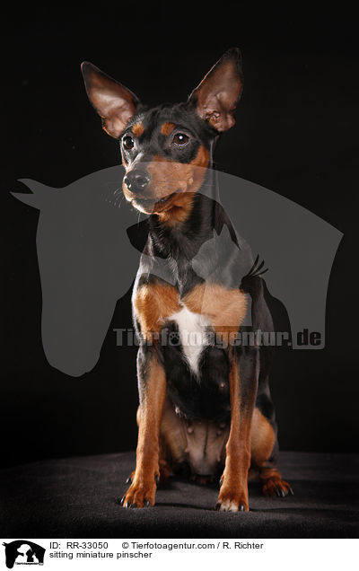 sitzender Zwergpinscher / sitting miniature pinscher / RR-33050