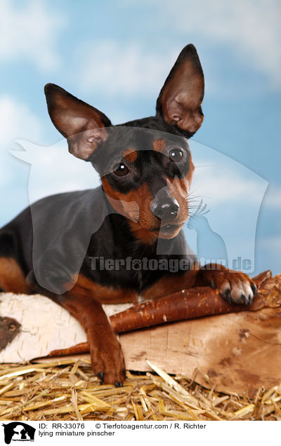 liegender Zwergpinscher / lying miniature pinscher / RR-33076