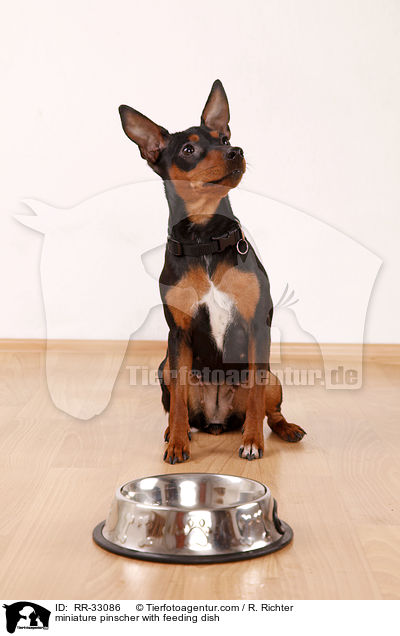 Zwergpinscher mit Futternapf / miniature pinscher with feeding dish / RR-33086