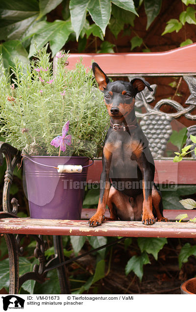 sitzender Zwergpinscher / sitting miniature pinscher / VM-01673